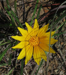 Gazania linearis linearis