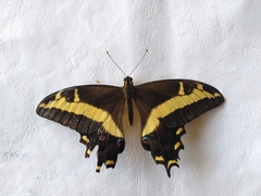 Heraclides andraemon