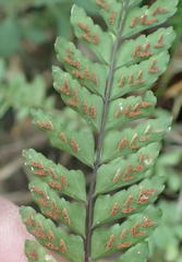 Asplenium lunulatum