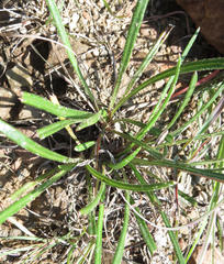 Gazania linearis linearis