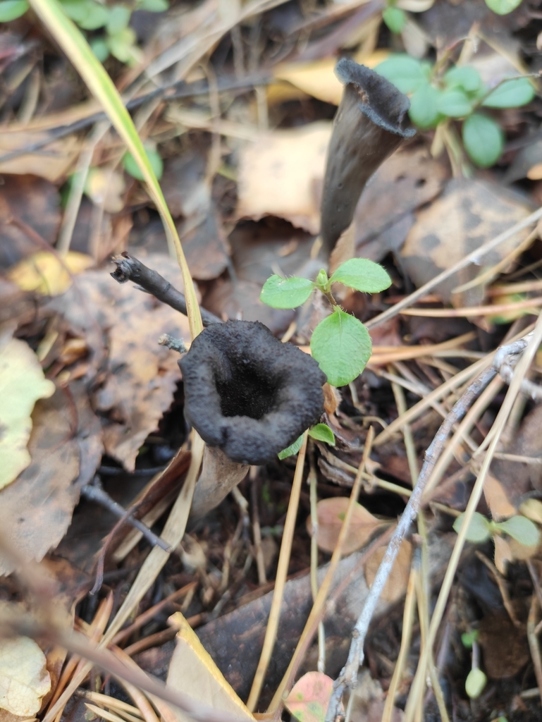 Craterellus cornucopioides · September 2021 · photo: © wrrite (iNaturalist, cc-by)