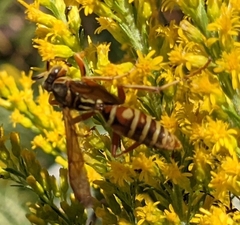 Polistes apachus