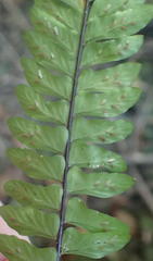 Asplenium lunulatum