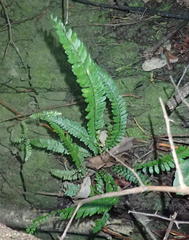 Asplenium lunulatum
