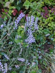 Calluna vulgaris