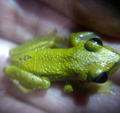 Dendropsophus columbianus