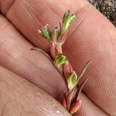Polygonum sawatchense