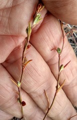Polygonum sawatchense