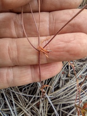 Polygonum sawatchense