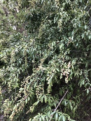 Ligustrum quihoui