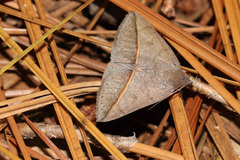 Argyrostrotis flavistriaria