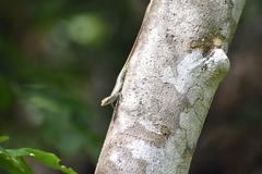 Emoia sorex