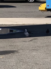 Columba livia domestica