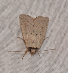 Proteuxoa leptochroa