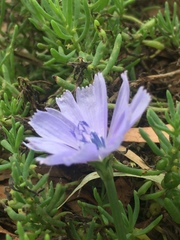 Cichorium intybus