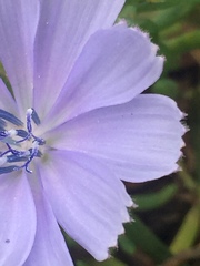 Cichorium intybus