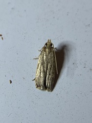 Glyphidocera juniperella