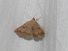 Blasticorhinus rivulosa