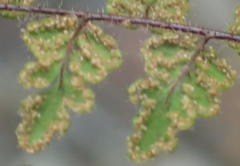 Cheilanthes parviloba