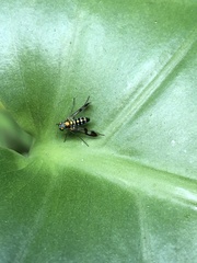 Austrosciapus connexus