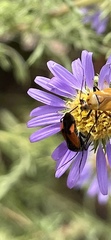 Neocapsus
