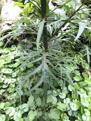 Solanum aviculare