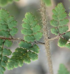 Cheilanthes parviloba