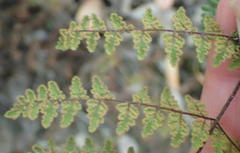 Cheilanthes parviloba