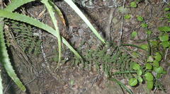 Cheilanthes parviloba