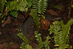 Varanus salvator ziegleri