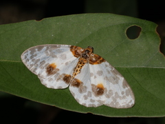 Abraxas amicula-illuminata