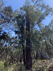 Eucalyptus ovata