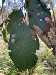Eucalyptus ovata