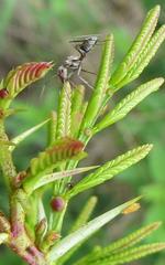 Camponotus vestitus