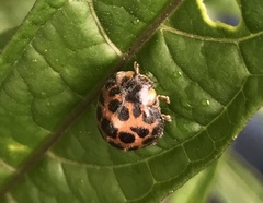 Henosepilachna vigintisexpunctata