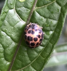 Henosepilachna vigintisexpunctata