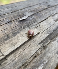 Paropsisterna decolorata