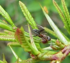 Camponotus vestitus