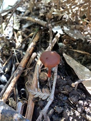 Tubaria rufofulva