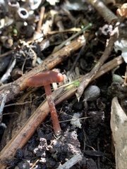 Tubaria rufofulva