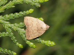 Anachrostis