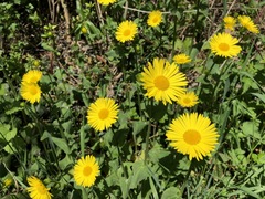 Doronicum pardalianches
