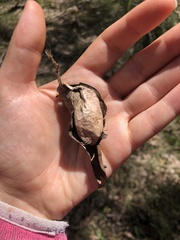 Opodiphthera eucalypti