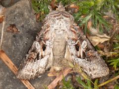 Trichordestra liquida