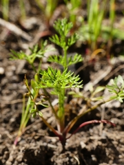 Daucus glochidiatus