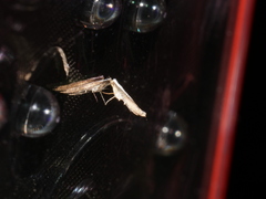 Lycophantis chalcoleuca