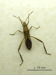 Nariscus cinctiventris