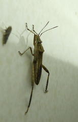 Nariscus cinctiventris