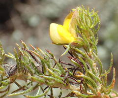 Aspalathus asparagoides asparagoides
