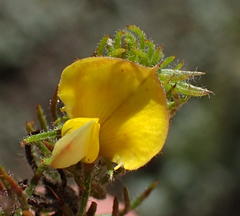 Aspalathus asparagoides asparagoides